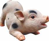 Schweinchen Dixie 