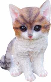 Katze HOLLY 